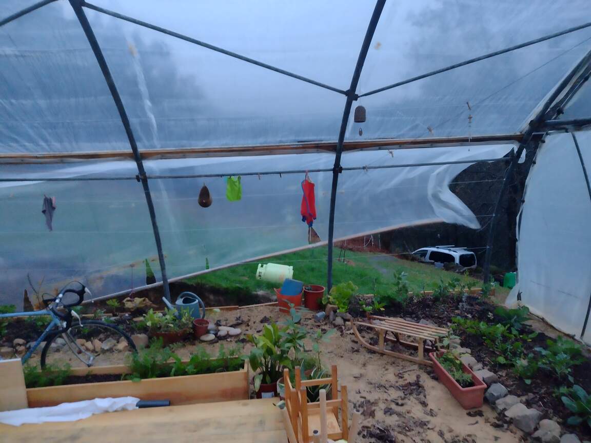 Windstorm damage, one side of the polytunnel wide open